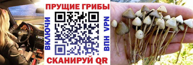Псилоцибиновые грибы мицелий  Купить где  Макушино 